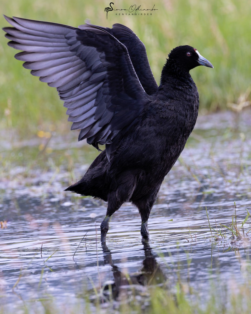 Red-knobbed Coot - ML620608943