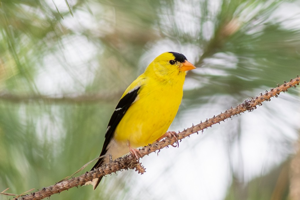 American Goldfinch - Marcus Kelly