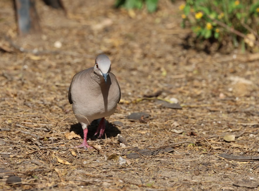 White-tipped Dove - Kevin Sarsfield