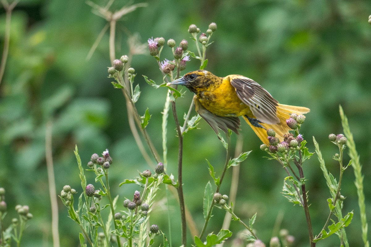 Oriole de Baltimore - ML620608968