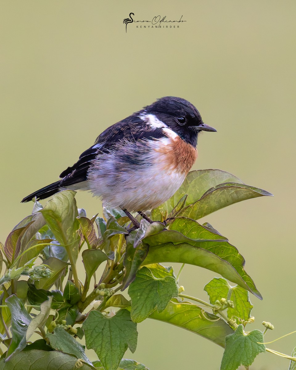 African Stonechat - ML620608971