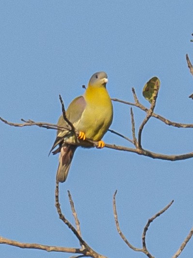 Yellow-footed Green-Pigeon - ML620608972