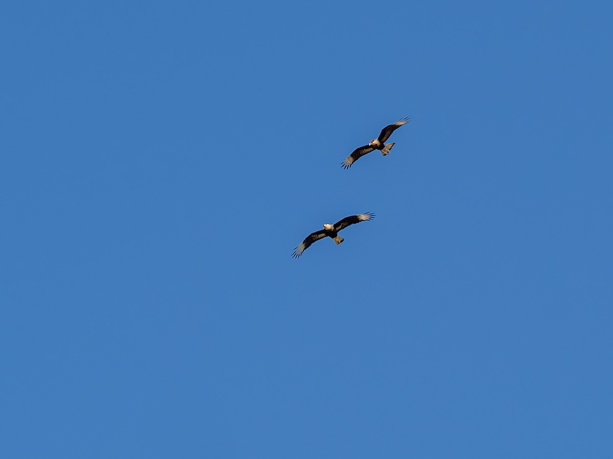 Crested Caracara - ML620608973