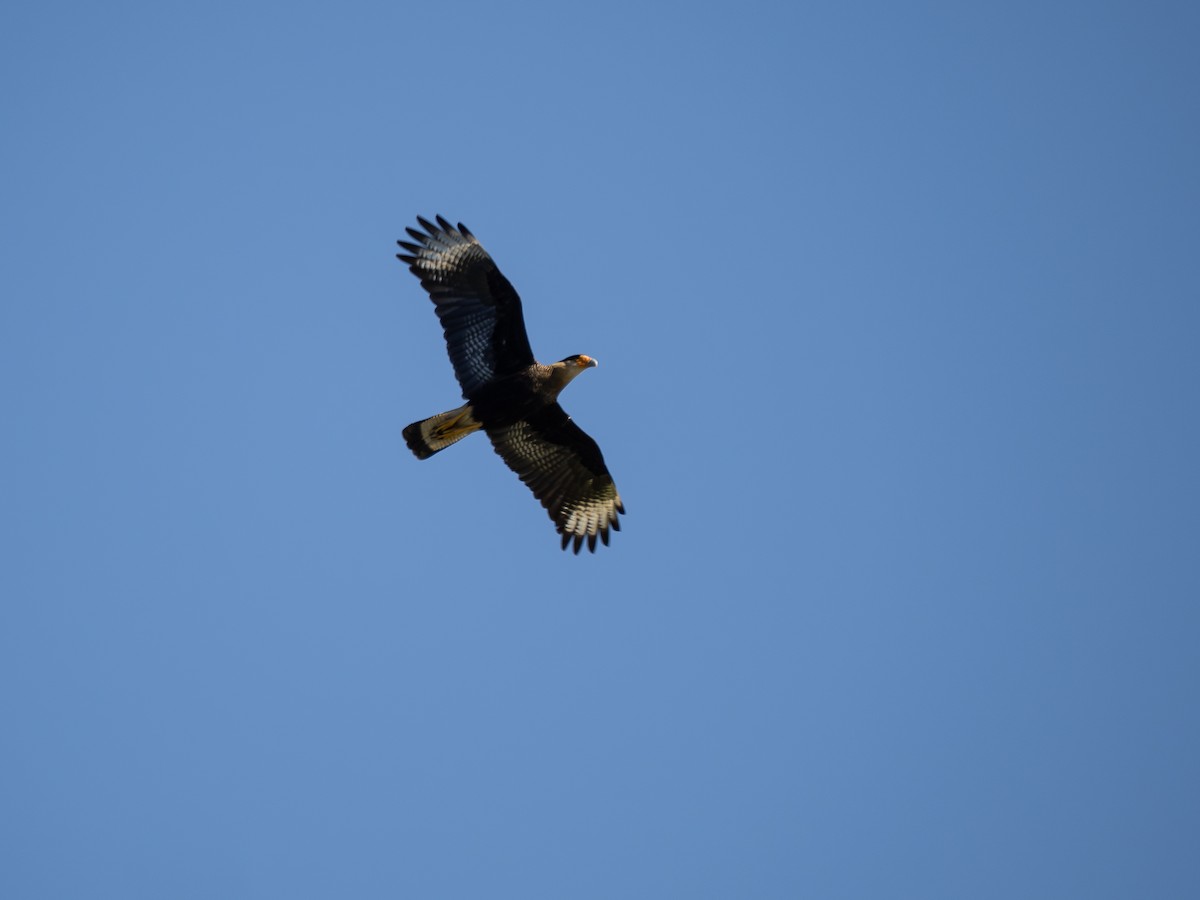 Crested Caracara - ML620608974