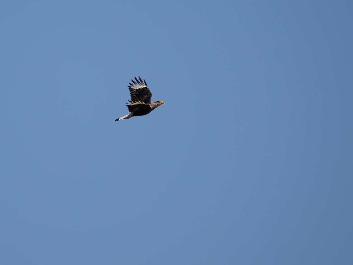 Crested Caracara - ML620608975