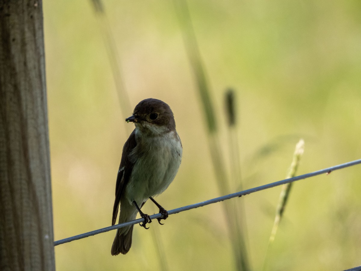 European Pied Flycatcher - ML620608979