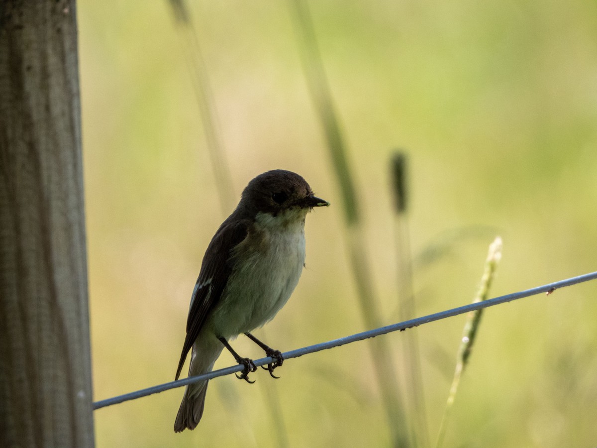 European Pied Flycatcher - ML620608980