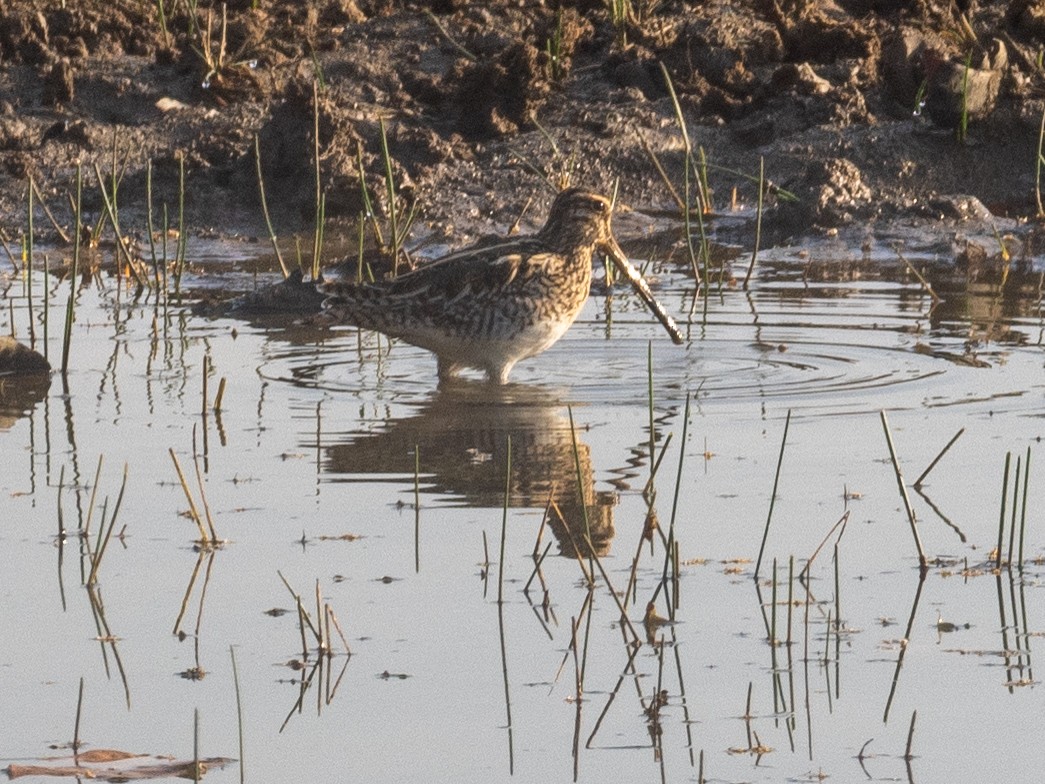 Common Snipe - ML620608983