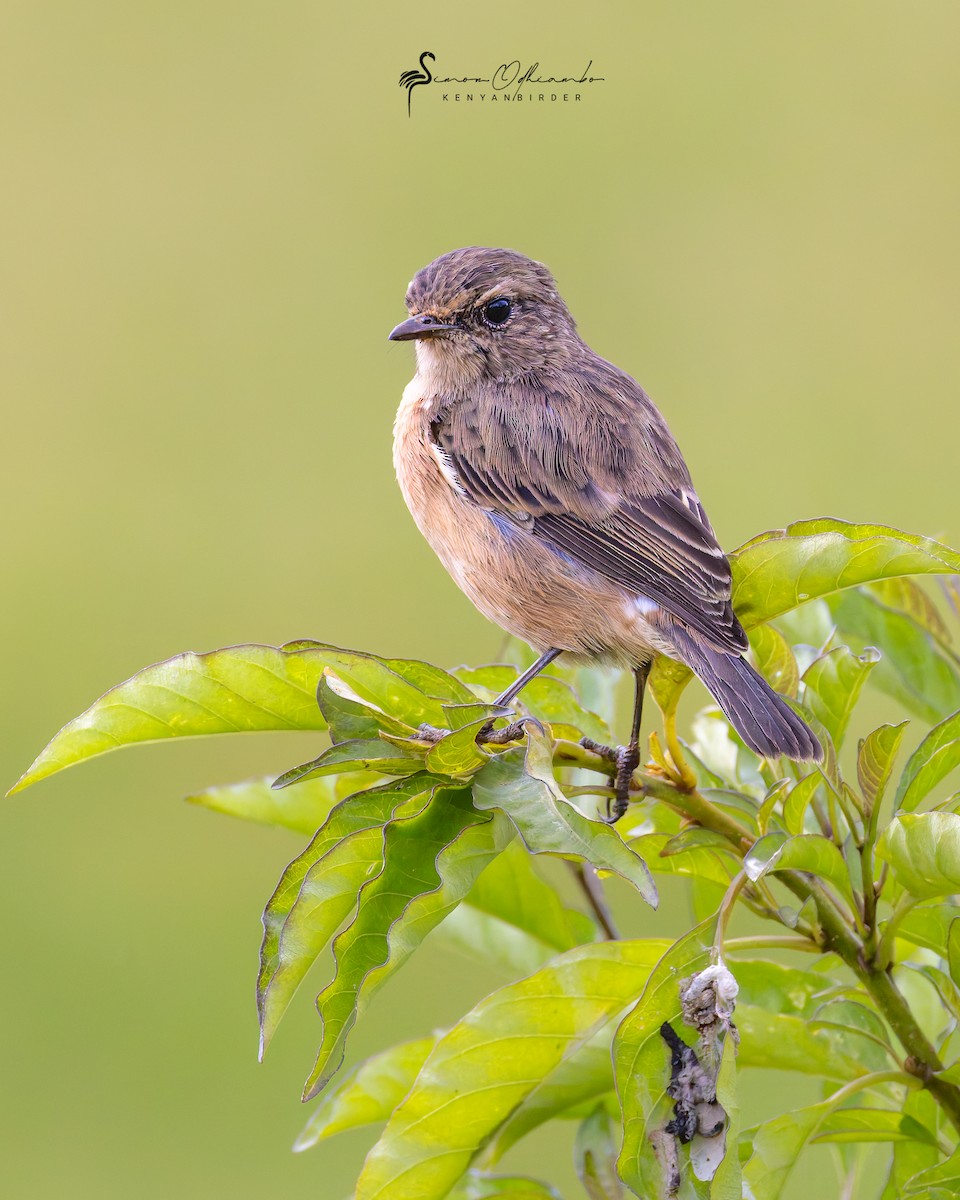 African Stonechat - ML620608984