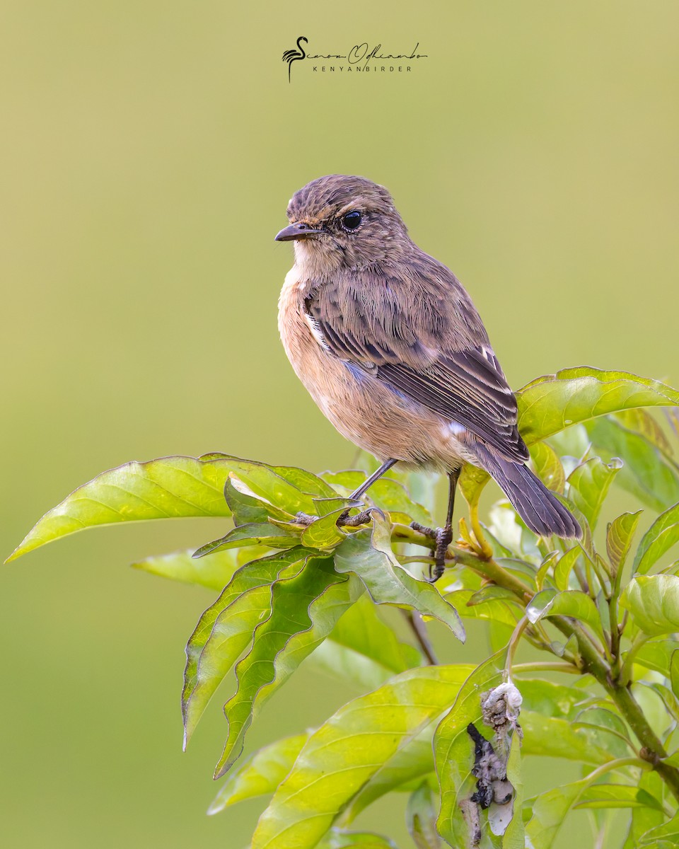 Tarabilla Africana - ML620608984