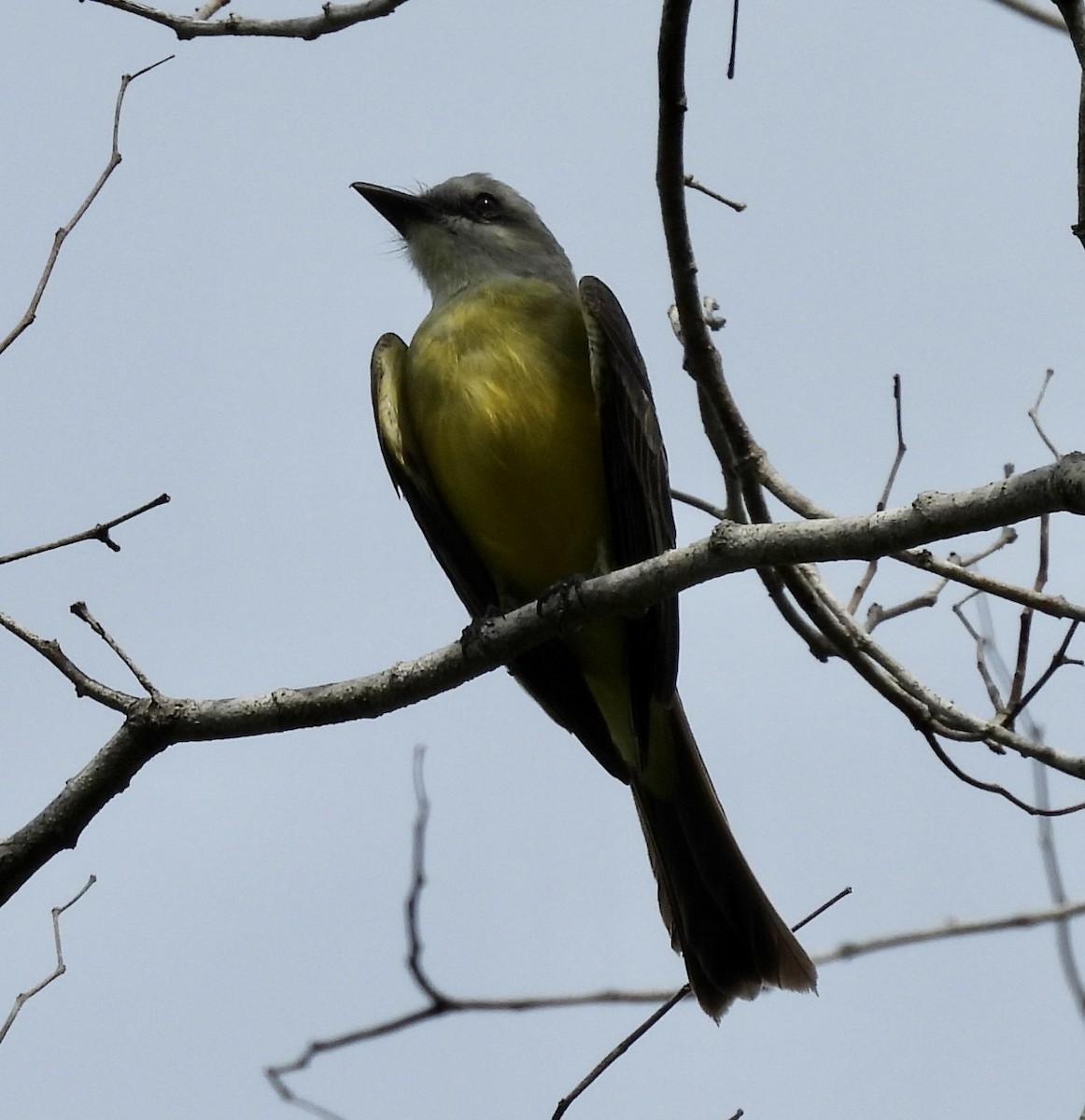 Tropical Kingbird - ML620608989