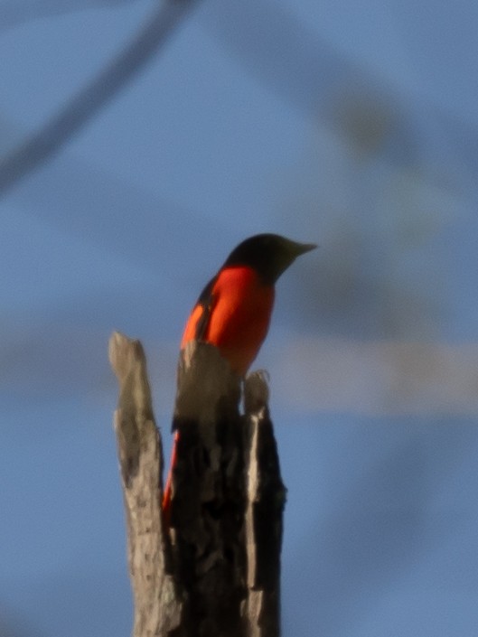 赤紅山椒鳥 - ML620608993