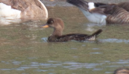 Hooded Merganser - Marc Brawer