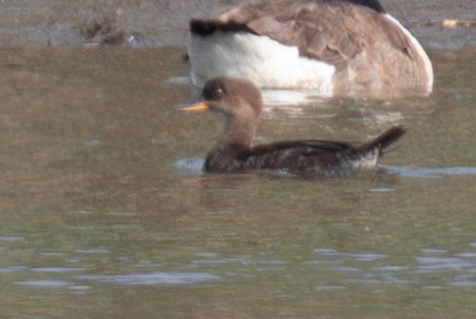 Hooded Merganser - ML620608995