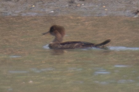 Hooded Merganser - ML620608997