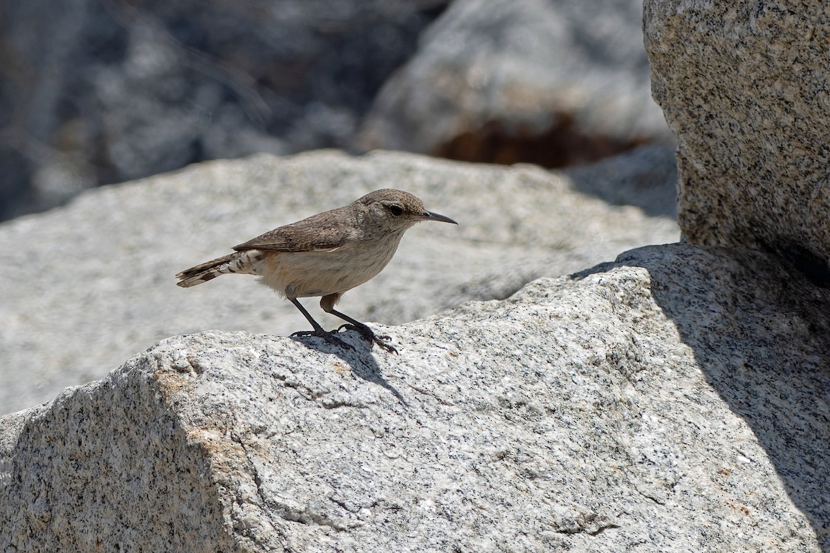 Rock Wren - ML620609001