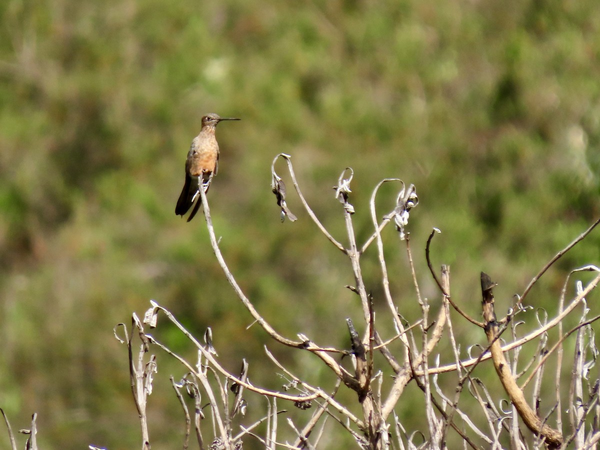 Colibri géant - ML620609003