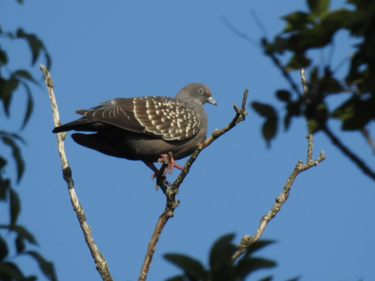 Spot-winged Pigeon - ML620609007