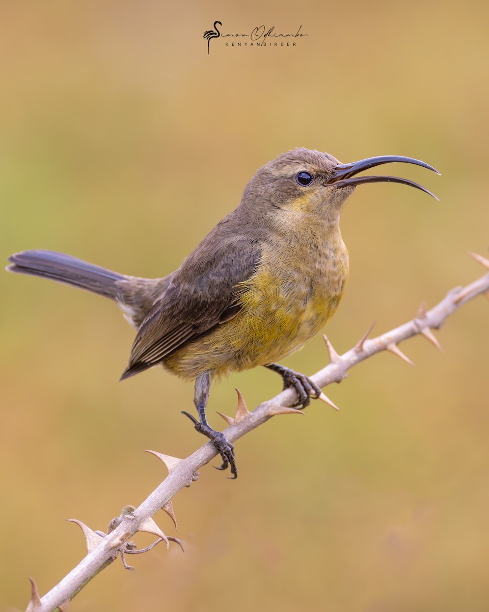 Malachite Sunbird - Simon Odhiambo