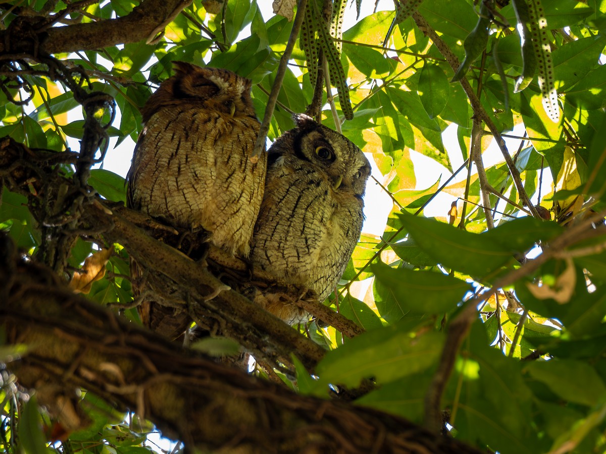 Tropical Screech-Owl - ML620609012