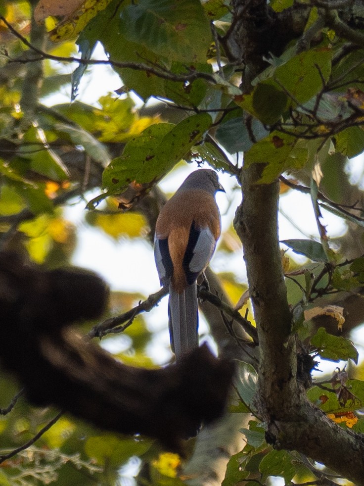 Rufous Treepie - ML620609014