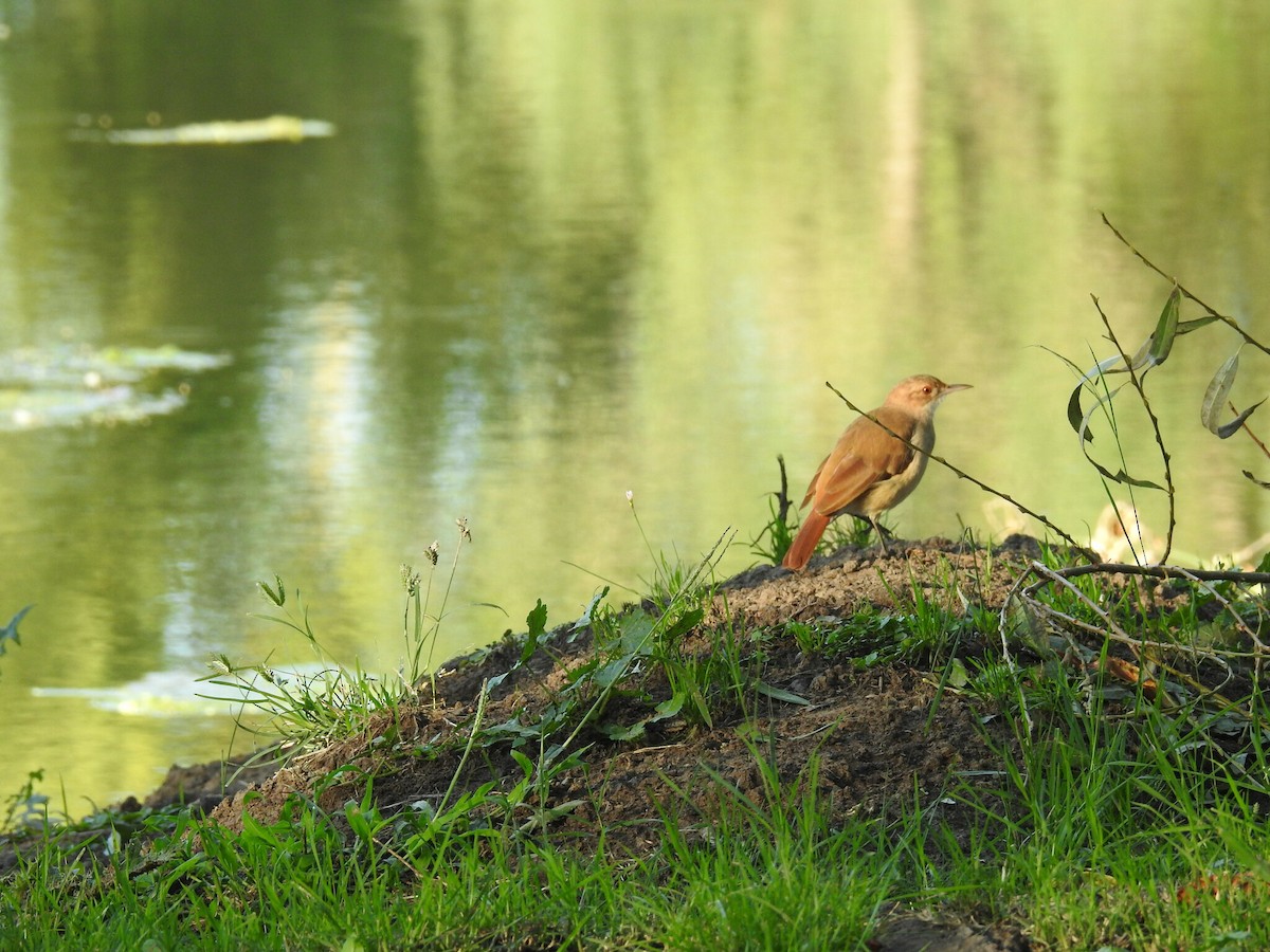 Rufous Hornero - ML620609016