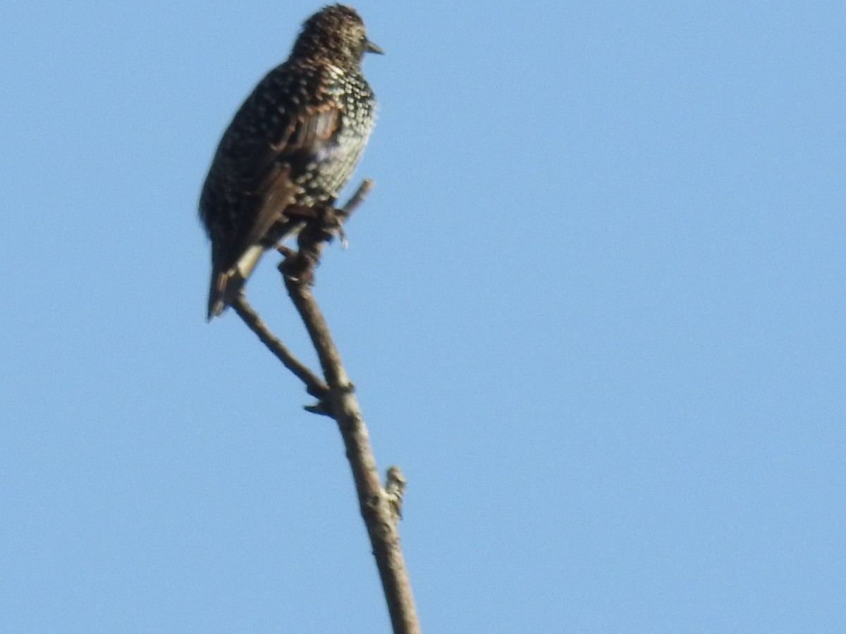 European Starling - ML620609022