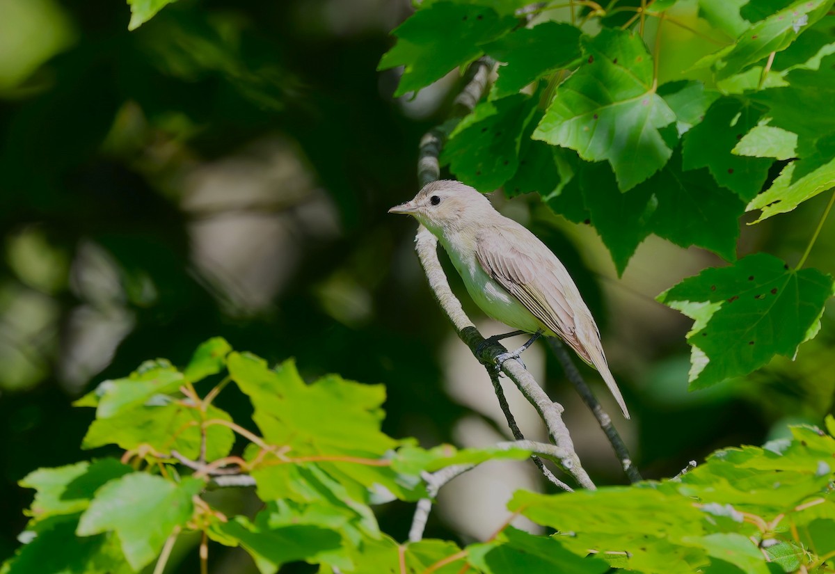 Ötücü Vireo - ML620609023