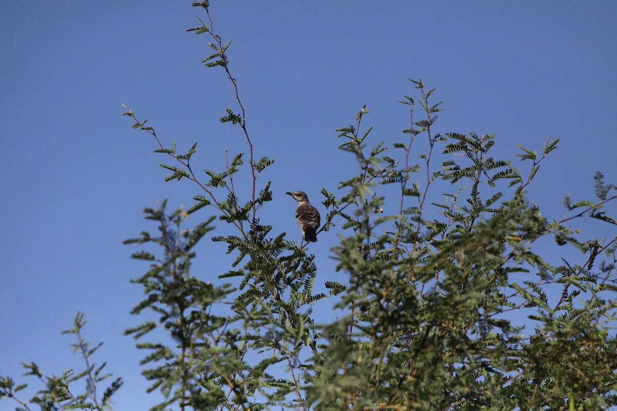 Northern Mockingbird - Guy David