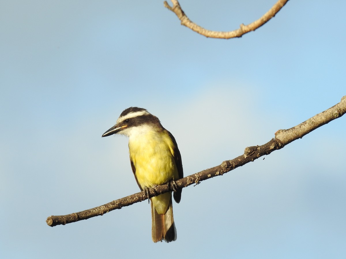 Great Kiskadee - ML620609027