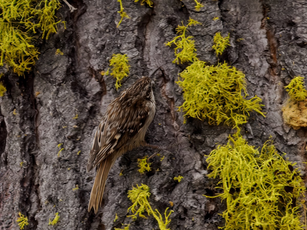 Brown Creeper - ML620609037