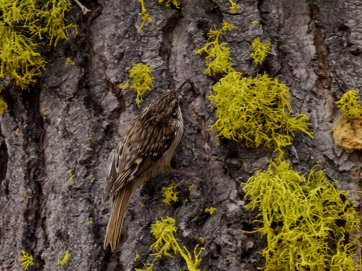 amerikatrekryper - ML620609037