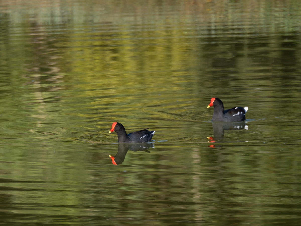 Common Gallinule - ML620609038