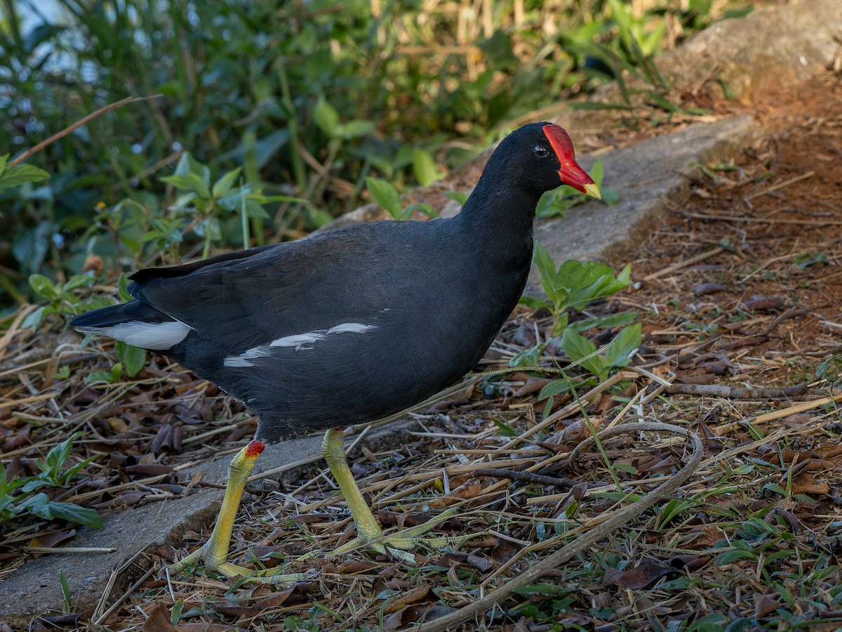 Common Gallinule - ML620609039