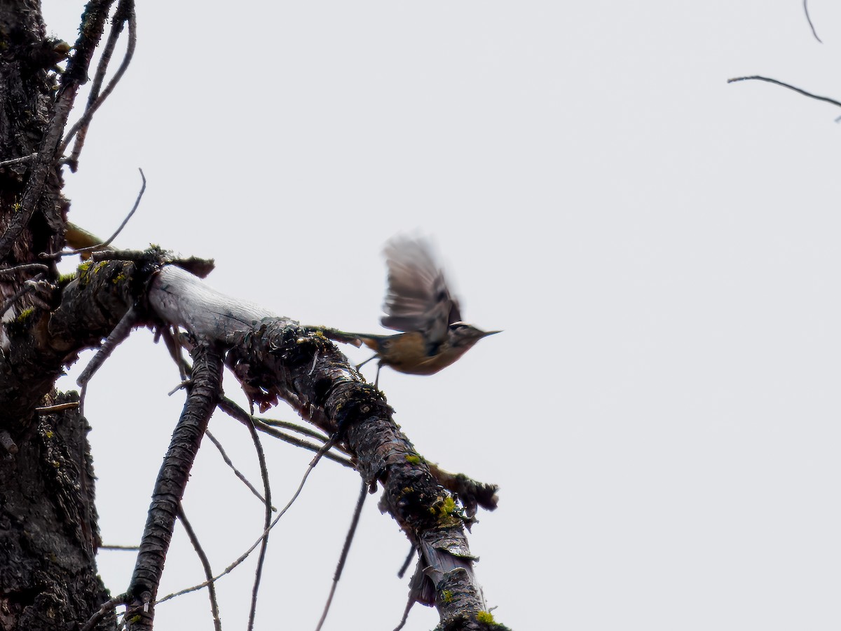 rustspettmeis - ML620609040