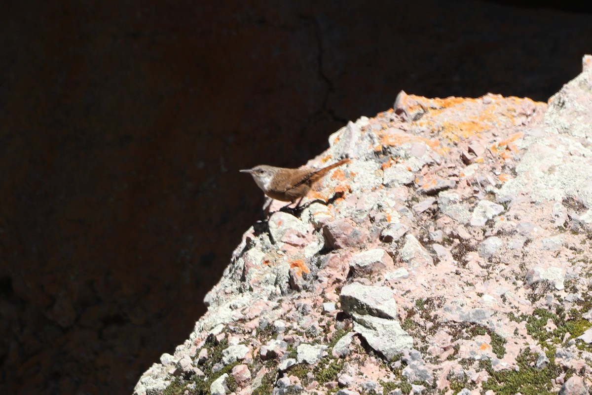 Canyon Wren - ML620609041