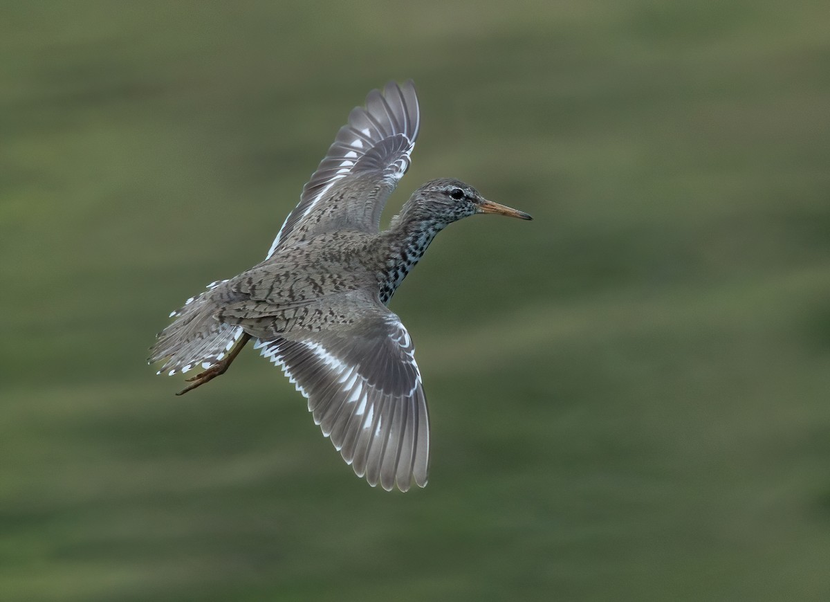 Spotted Sandpiper - ML620609046