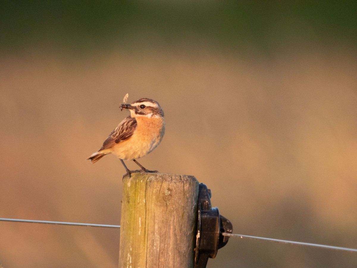 Whinchat - ML620609049