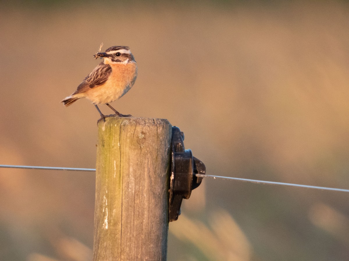 Whinchat - ML620609050