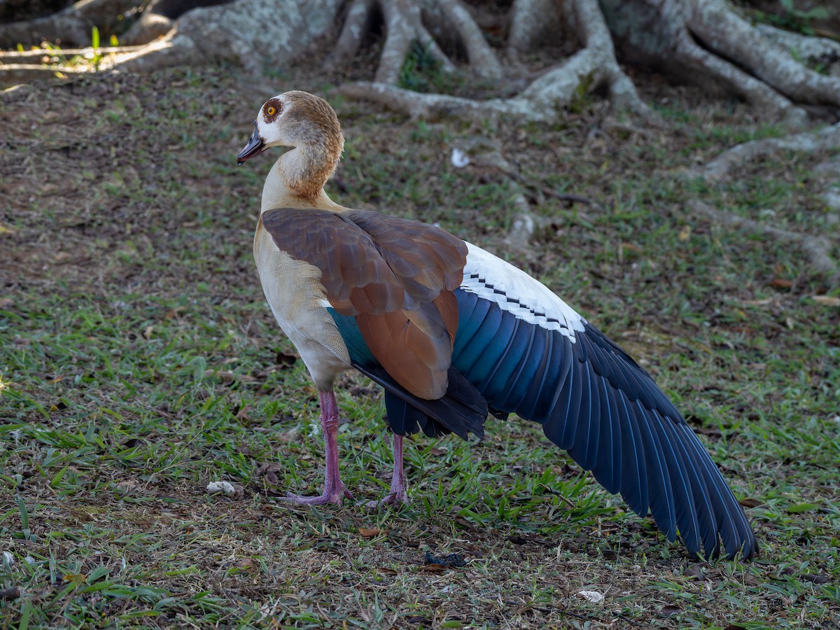 Egyptian Goose - ML620609051