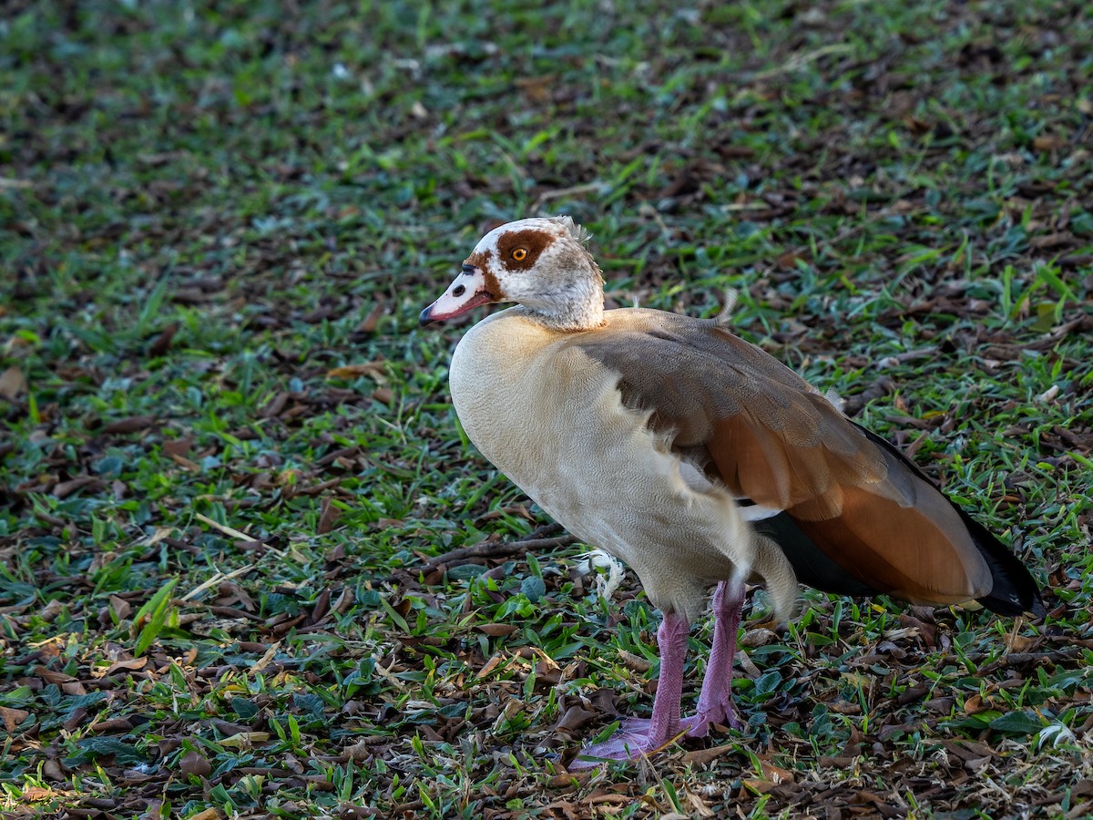 Egyptian Goose - ML620609052