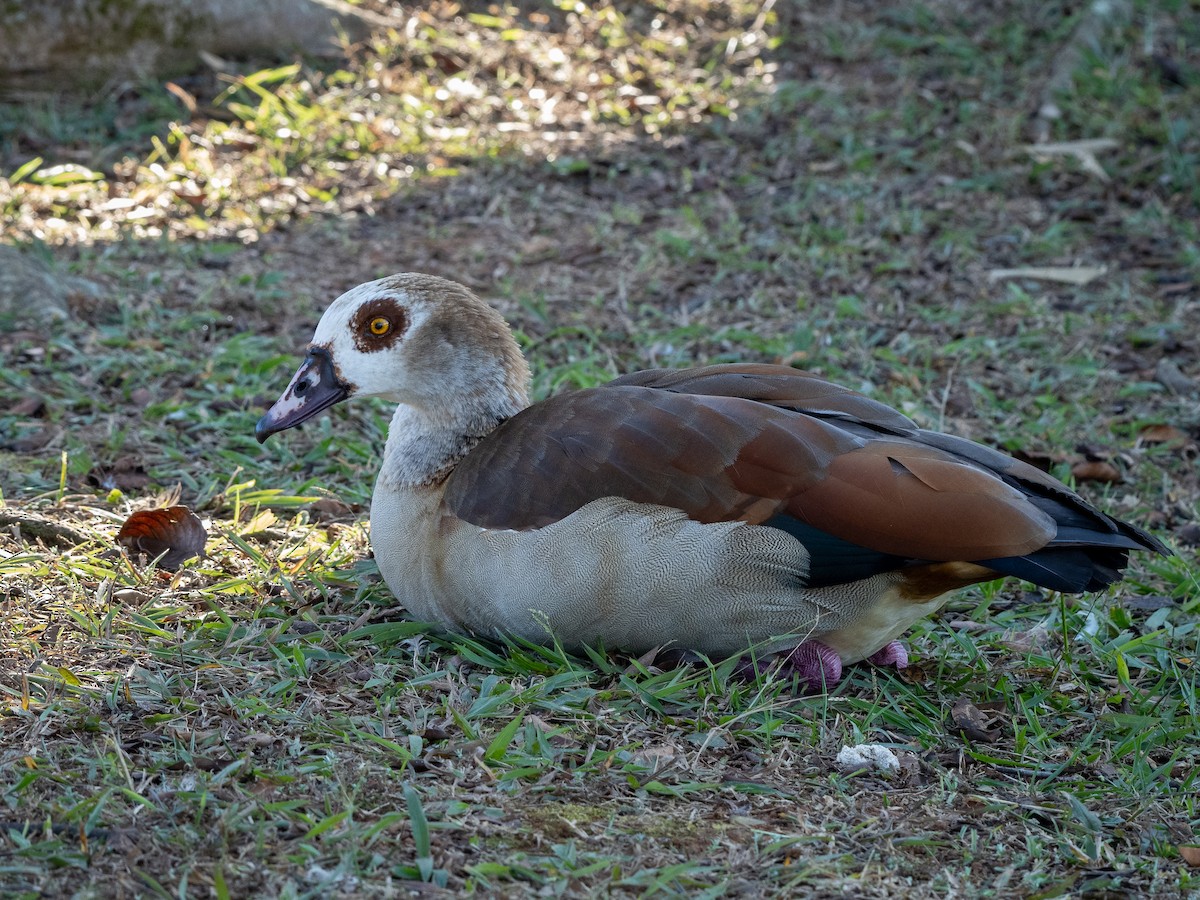 Egyptian Goose - ML620609053