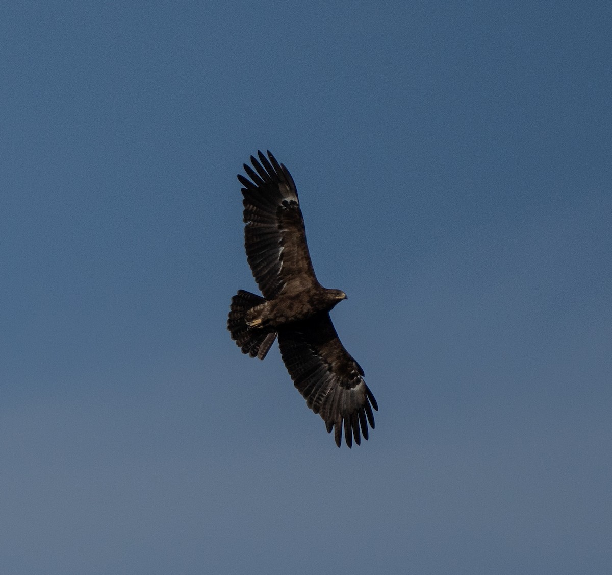 Greater Spotted Eagle - ML620609055