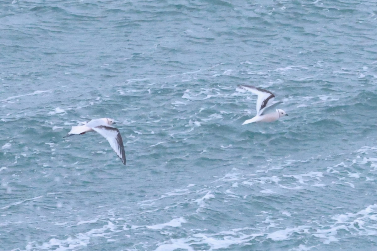 Ross's Gull - ML620609061