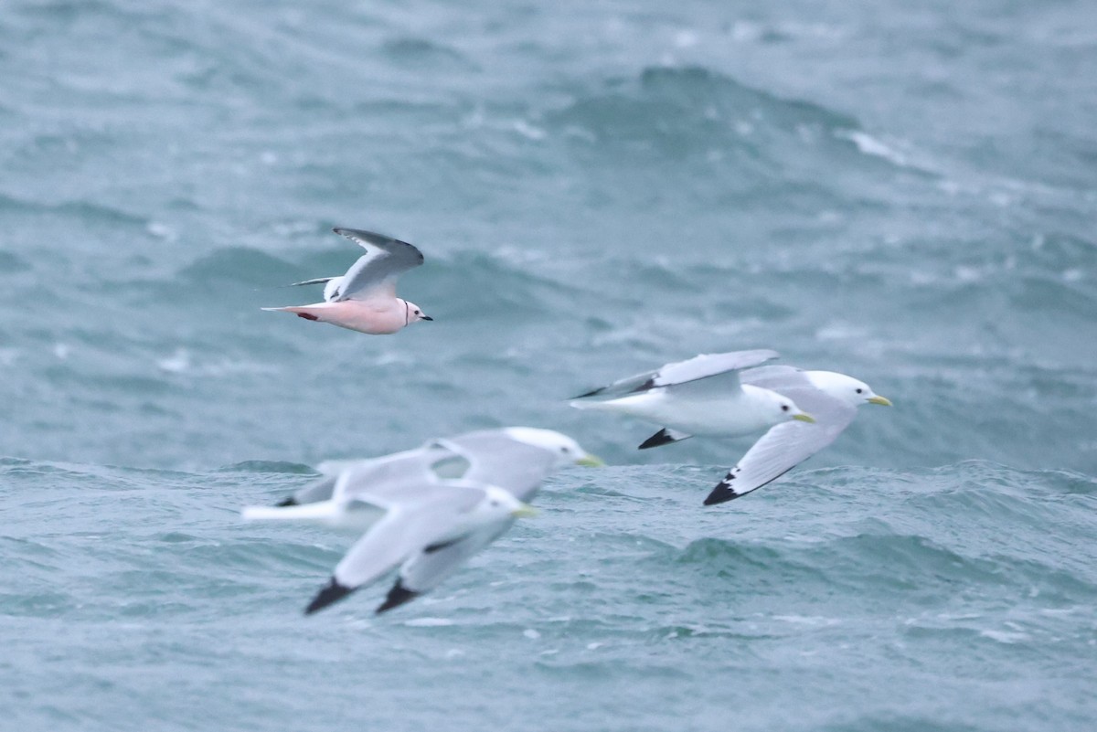 Ross's Gull - ML620609063