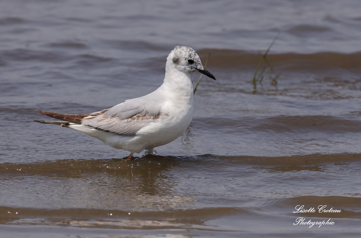 Bonaparte's Gull - ML620609071