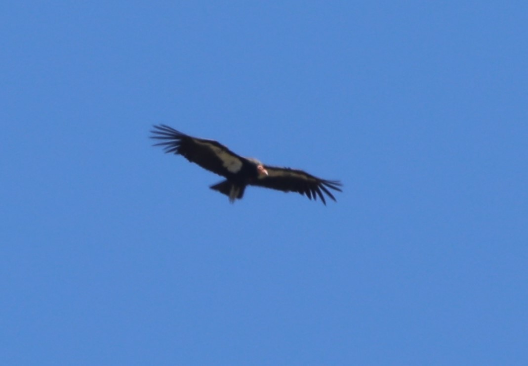 California Condor - ML620609072