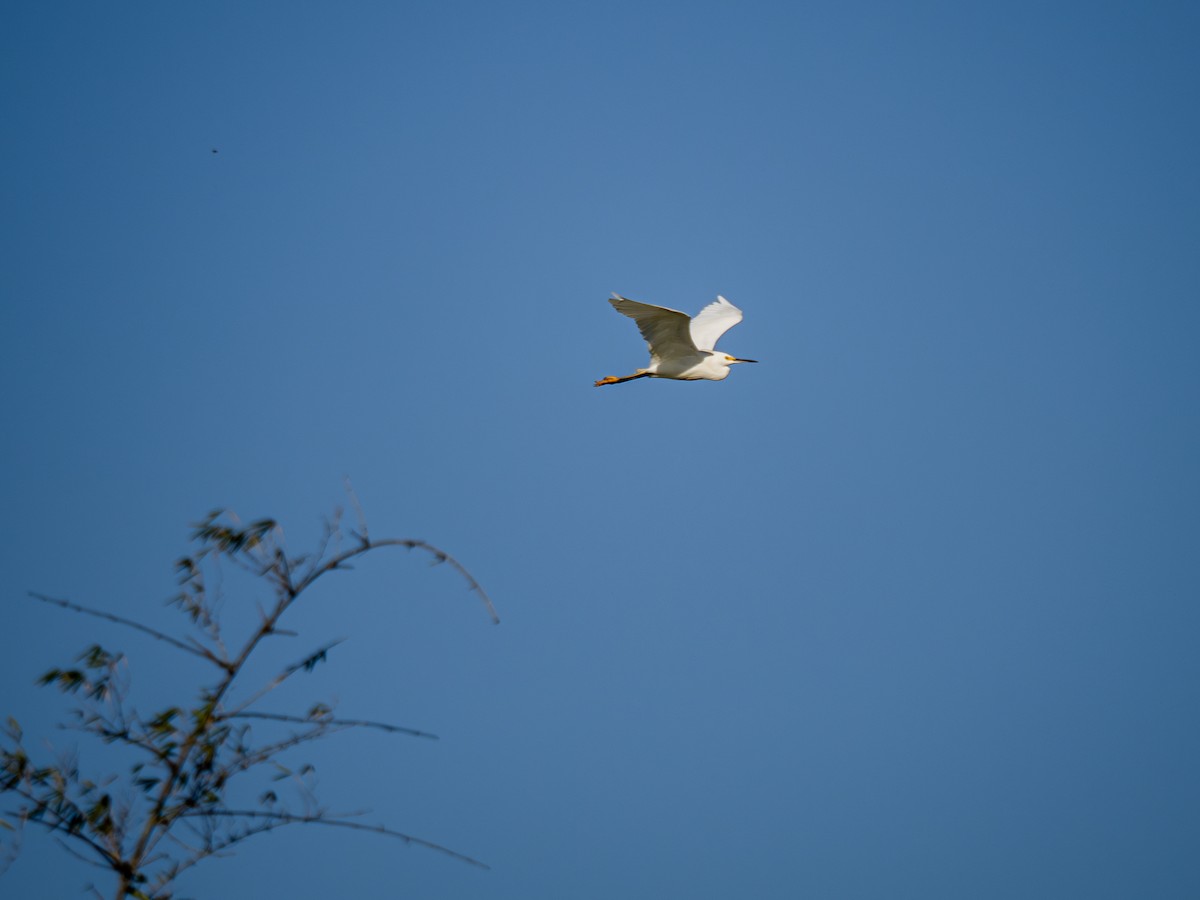 Snowy Egret - ML620609073