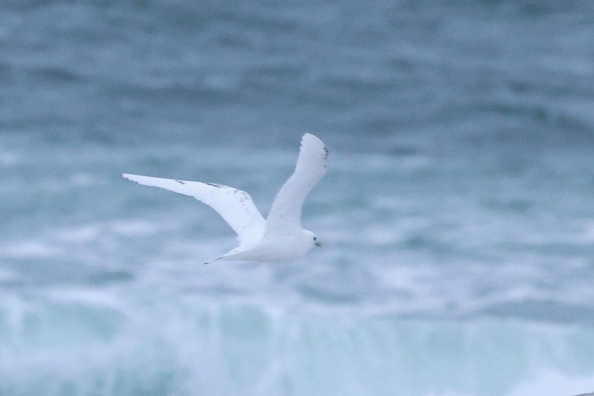 Ivory Gull - ML620609074