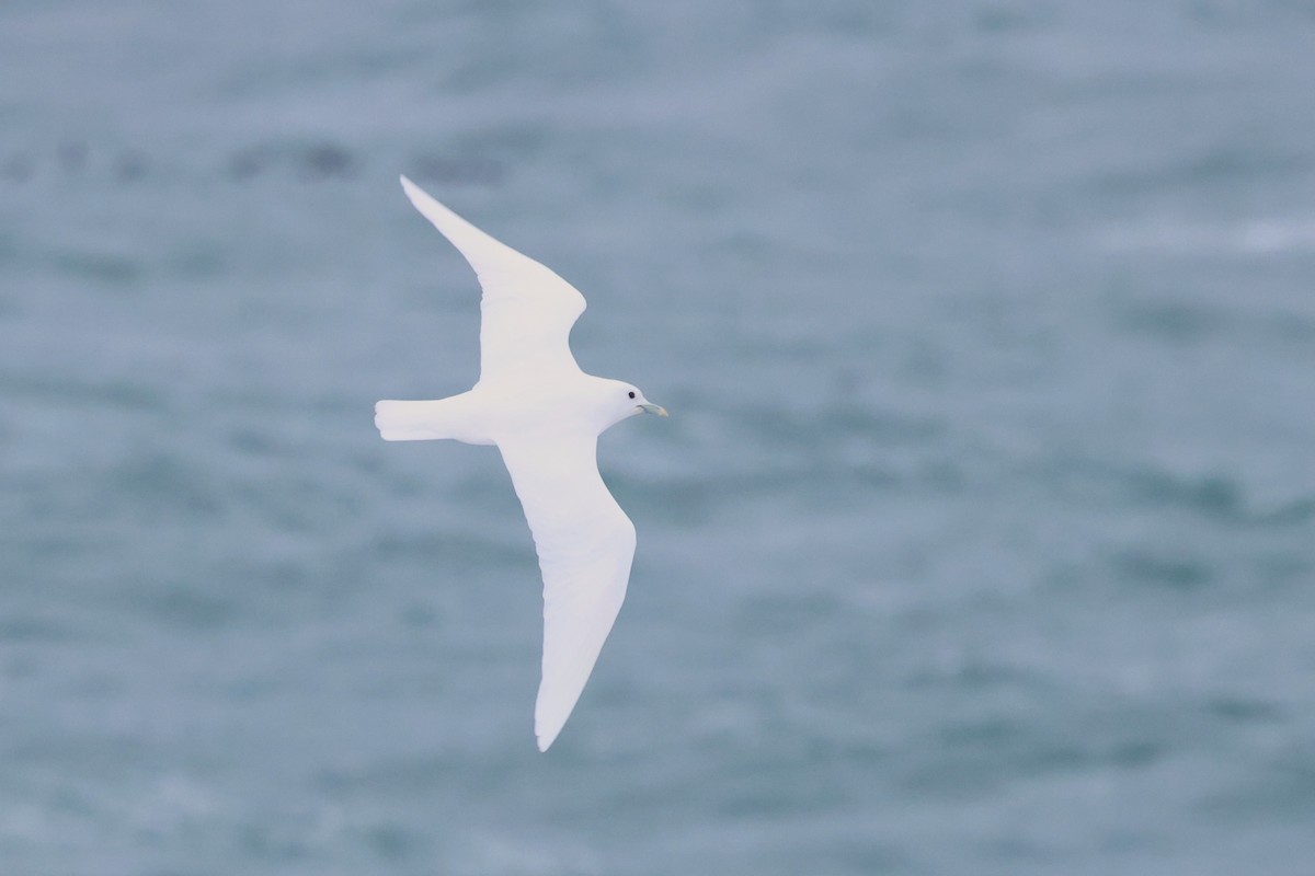 Ivory Gull - ML620609075